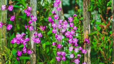 树旁有粉红色花瓣的花